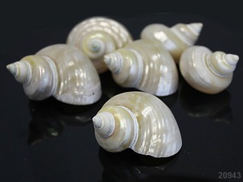 Velká bílá dekorativní perleťová mušle 50-60mm
